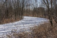 the view of a snow covered path in a wooded area with lots of bare trees