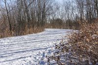 the view of a snow covered path in a wooded area with lots of bare trees