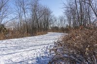 the view of a snow covered path in a wooded area with lots of bare trees