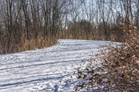 the view of a snow covered path in a wooded area with lots of bare trees