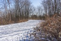 the view of a snow covered path in a wooded area with lots of bare trees