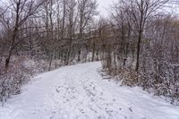 a snow covered path runs through the forest on a cloudy day on a cloudy day