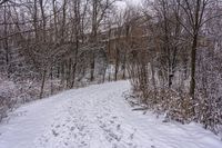 a snow covered path runs through the forest on a cloudy day on a cloudy day