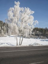 the tree and road have some snow on it's branches by the water hydrant