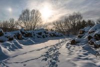 tracks of people walking through snow near piles of firewood in a forest area with many bare trees and sun shining behind it