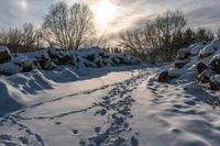 tracks of people walking through snow near piles of firewood in a forest area with many bare trees and sun shining behind it