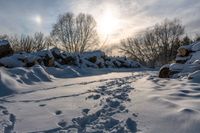 tracks of people walking through snow near piles of firewood in a forest area with many bare trees and sun shining behind it