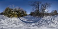 a picture of a snow path near a forest and a tree in the snow in a snowy area