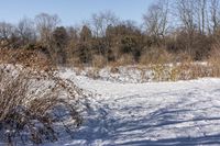 a person on a snow board going uphill by trees and brushes in the snow