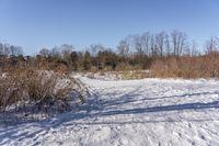 a person on a snow board going uphill by trees and brushes in the snow