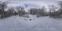 a snowboarder does tricks on the slope surrounded by trees in the winter woods