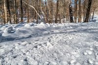 a man snowboards down a snowy path in the woods of a forested area covered in deep snow