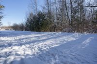 Canadian Winter Landscape in Ontario with Snowy Forest and Evergreen Trees