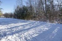 Canadian Winter Landscape in Ontario with Snowy Forest and Evergreen Trees