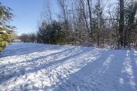 Canadian Winter Landscape in Ontario with Snowy Forest and Evergreen Trees