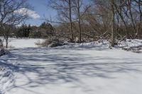 Snowy Forest by the Lake in Ontario, Canada