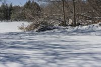 Snowy Forest by the Lake in Ontario, Canada