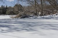 Snowy Forest by the Lake in Ontario, Canada