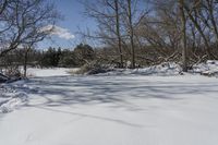 Snowy Forest by the Lake in Ontario, Canada