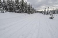 Snowy Landscape in Canada's Forest