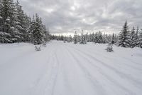 Snowy Landscape in Canada's Forest