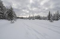 Snowy Landscape in Canada's Forest