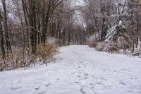 a path with footprints all over the area in snow, next to many trees and shrubs