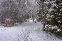 the trail leads up into the trees in the snow, with tracks in the road