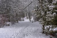 the trail leads up into the trees in the snow, with tracks in the road