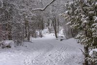 the trail leads up into the trees in the snow, with tracks in the road