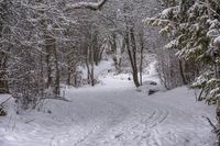 the trail leads up into the trees in the snow, with tracks in the road