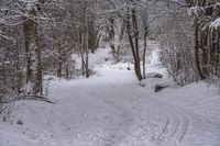 the trail leads up into the trees in the snow, with tracks in the road