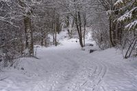 the trail leads up into the trees in the snow, with tracks in the road