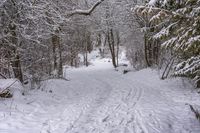 the trail leads up into the trees in the snow, with tracks in the road