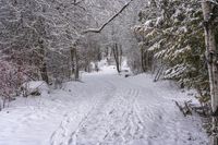 the trail leads up into the trees in the snow, with tracks in the road