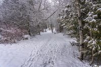 the trail leads up into the trees in the snow, with tracks in the road