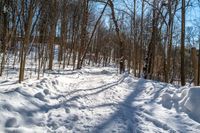 a snowy path is shown in this image with trees on both sides and shadows over the snow