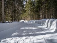 an image of a snow path in the winter time out side of the woods with trees on both sides