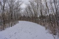 tracks in the snow indicate the path leading to the forest with the snow covering it