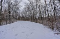 tracks in the snow indicate the path leading to the forest with the snow covering it