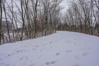 tracks in the snow indicate the path leading to the forest with the snow covering it