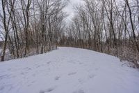 tracks in the snow indicate the path leading to the forest with the snow covering it