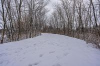 tracks in the snow indicate the path leading to the forest with the snow covering it