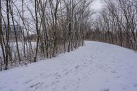 tracks in the snow indicate the path leading to the forest with the snow covering it