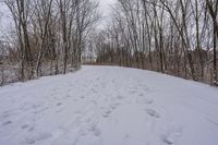 tracks in the snow indicate the path leading to the forest with the snow covering it