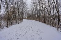 tracks in the snow indicate the path leading to the forest with the snow covering it