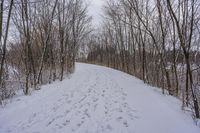 tracks in the snow indicate the path leading to the forest with the snow covering it