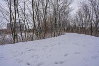 tracks in the snow indicate the path leading to the forest with the snow covering it