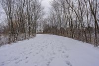 tracks in the snow indicate the path leading to the forest with the snow covering it