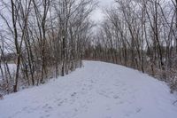 tracks in the snow indicate the path leading to the forest with the snow covering it